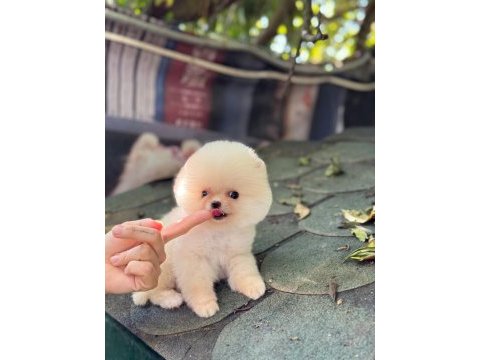 Sağlık ve ırk garantili pomeranian köpeğimiz