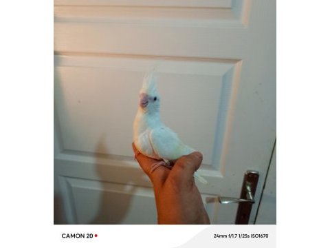 Ter temiz albino sultan papağanı yavrular