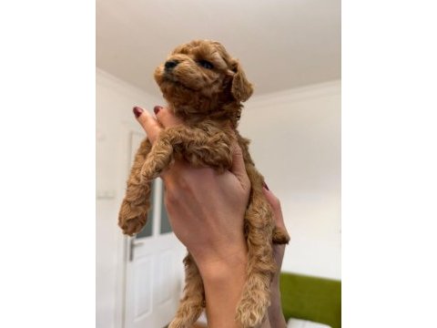 Mini poodle izmir