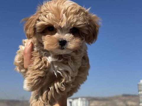 Ankarada ziyarete açık tea cup kore maltipoo