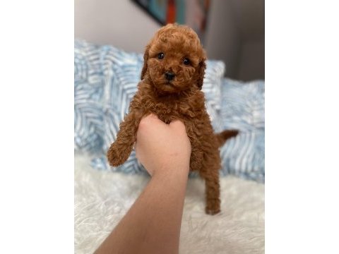 Orjinal toy boyut red brown poodle yavrular