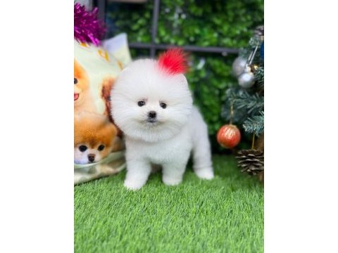 Pomeranian yavrumuza yuva arıyoruz