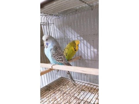 Rengarenk muhabbet kuşu türleri
