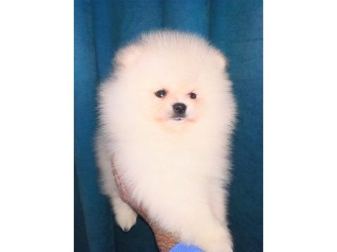 Mükemmel kalite ultra mini pomeranian boy 2kg geçmeyecek