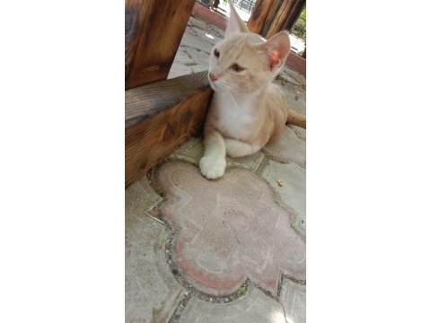 Bu minik yavru kediye yuva aranıyor