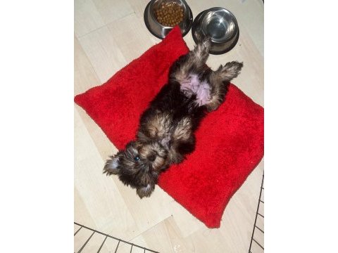 Sevimli ve bal yorkshire terrier oğlumuza yuva arıyoruz