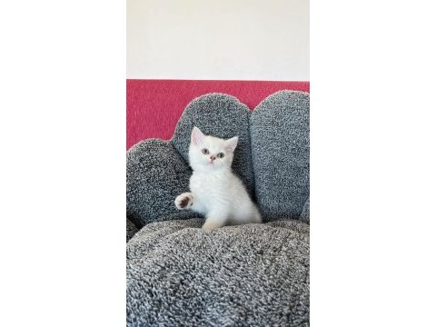 Maviş bebek kediler