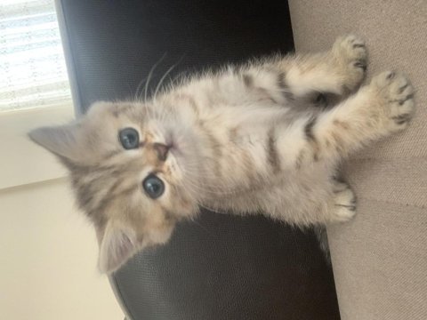 Black golden british shorthair yavru