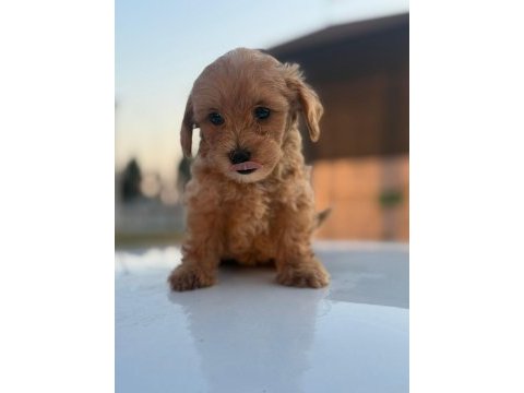 Masal gibi yavrular maltipoo aşkına!
