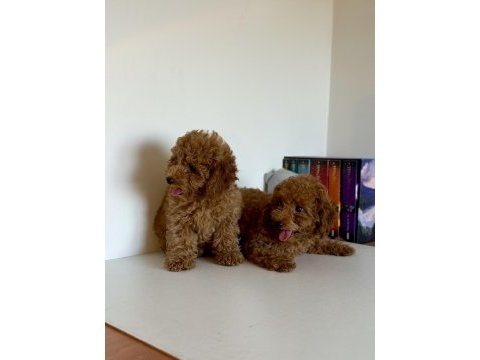 Bir dişi ve bir erkek toy poodle