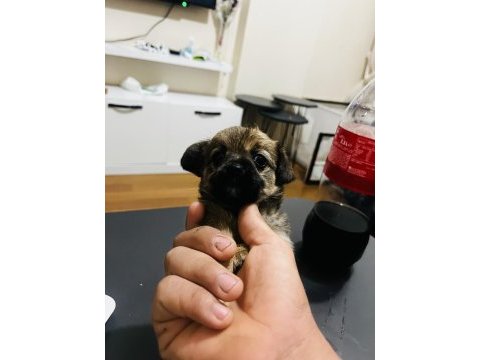 Minyatür pinscher