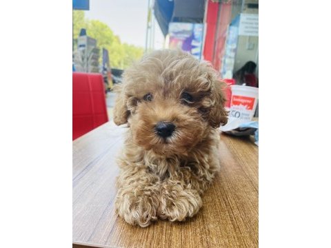 Poodle ayarında maltipoo
