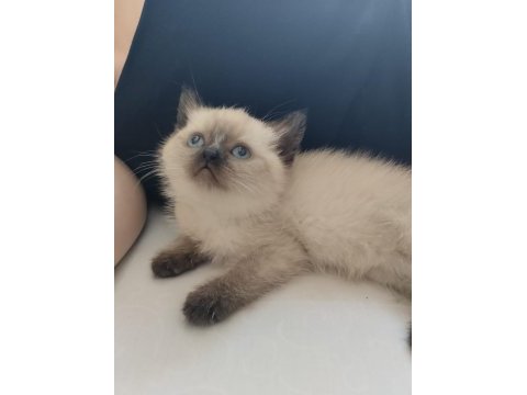 Blue point british shorthair yavru yeni yuva arıyor