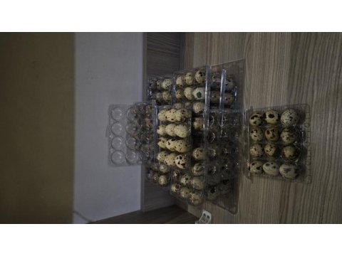 Kuluçkalık bıldırcın yumurtası