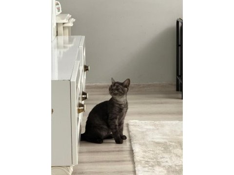 Yavru british shorthair çok tatlı