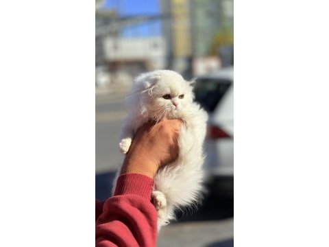 Daha iyisi olana kadar en iyisi 