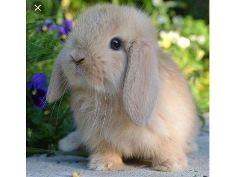 Hollanda lop teddy tavşan yavrular adrese teslim vardır