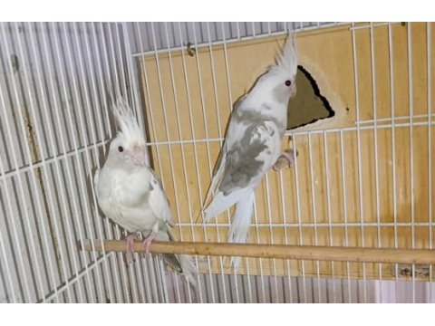 White face jumbo boy hazır takım sultan papağanı