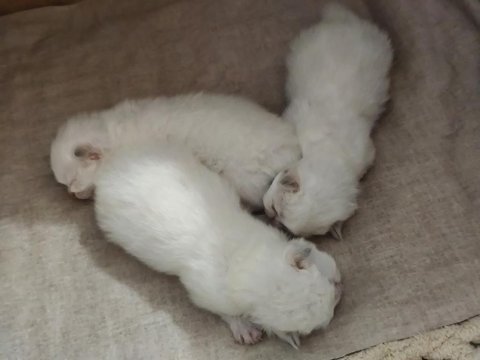 Rezerveye açık dişi ve erkek yavru kediler