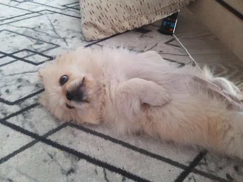 Pekinez yavrular 65 günlük