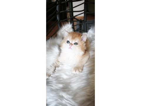 Show kalite dişi british longhair