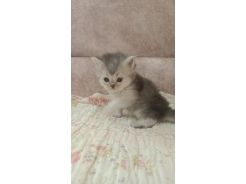 Safkan çok şirin bebek british shorthair yavrularımız