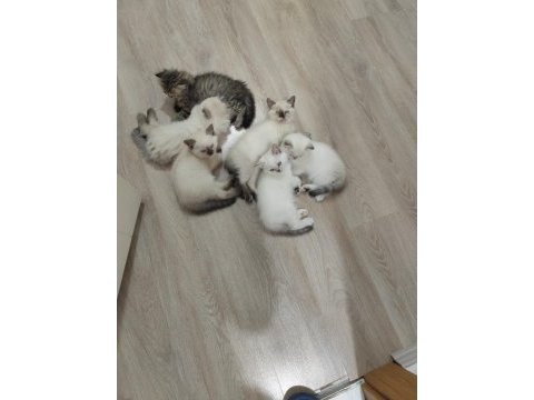 2 aylık yavru kediler 5 adet