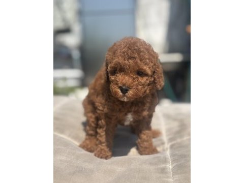 Red brown toy boy poodle kızımız