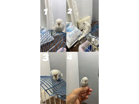 Show yavruları yerim ankara dikmen gönderim yaparım