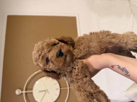 Aynı anneden 3 erkek yavru toy poodle