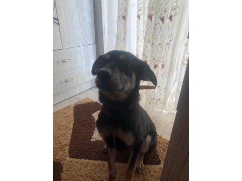 Köpeğimizi acil sahiplendiriyoruz
