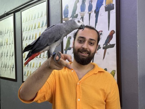 200 kelime konuşan geveze eğitimli jako papağanı