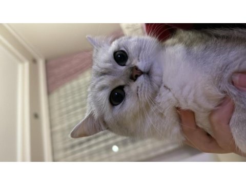 British shorthair prenses kedimiz