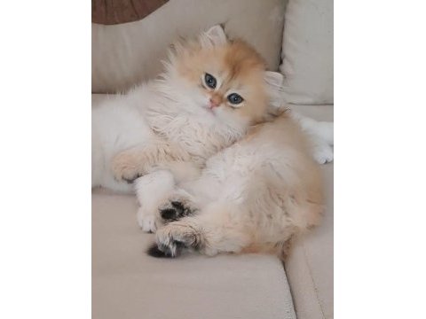 British longhair golden sevimli cana yakın uysal
