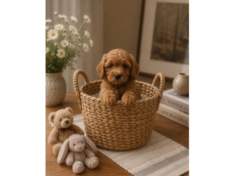 Tatlı kucuk poodle mınıkler
