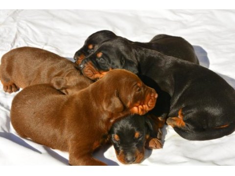 Fcı kıf şecereli a class doberman yavrularımız