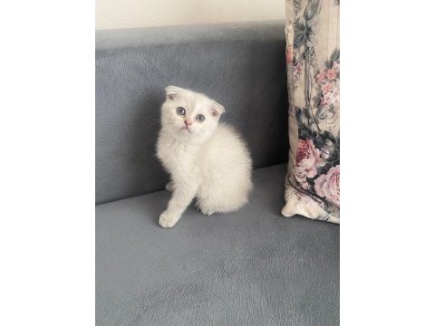 Scottish fold bebekler