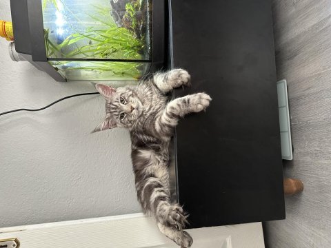 Maine coon yavru
