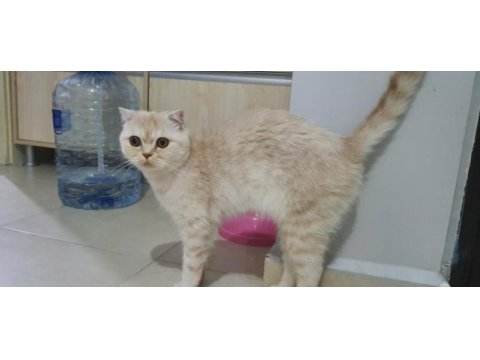 Dişi scottish fold