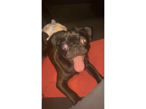 4 aylık evcil siyah pug köpeği