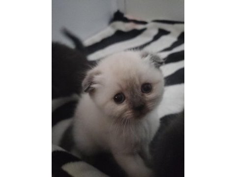 Blue point dişi scottish fold