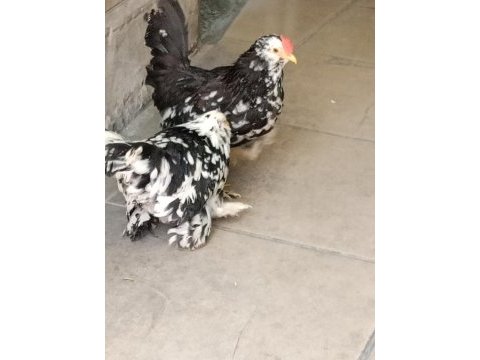 İspenç paçalı süs tavuk