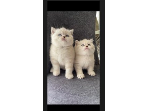 Safkan ayı surat golden point british shorthair bebekler