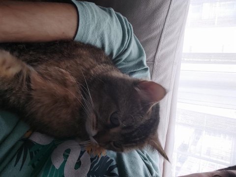 Ücretsiz british shorthair 1,5 yaşında