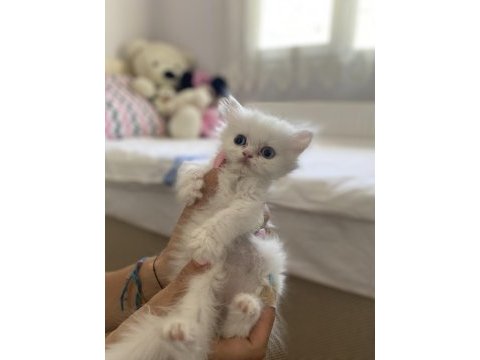 İran kedisi yavruları