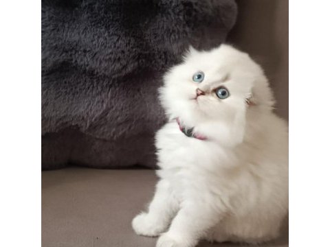 Scottish fold longhair