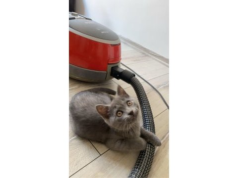 Yavru british shorthair kedimiz