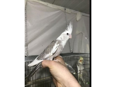 Her bütçeye uygun yavru veya yetişkin sultan papağanı