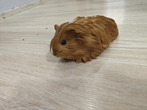 Ginepig yavrumuz