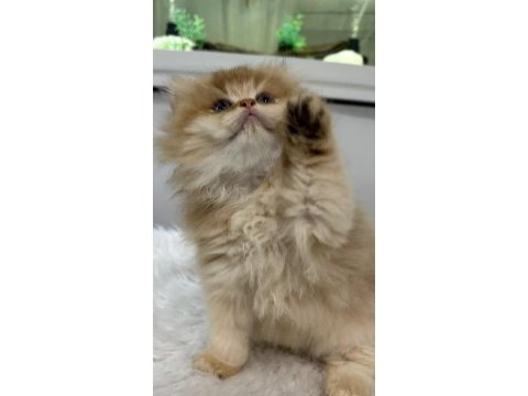 Golden british longhair